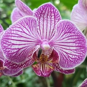 Meet your Posher, Connor